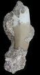 Fossil Plesiosaur Tooth with Matrix - Morocco #39794-2